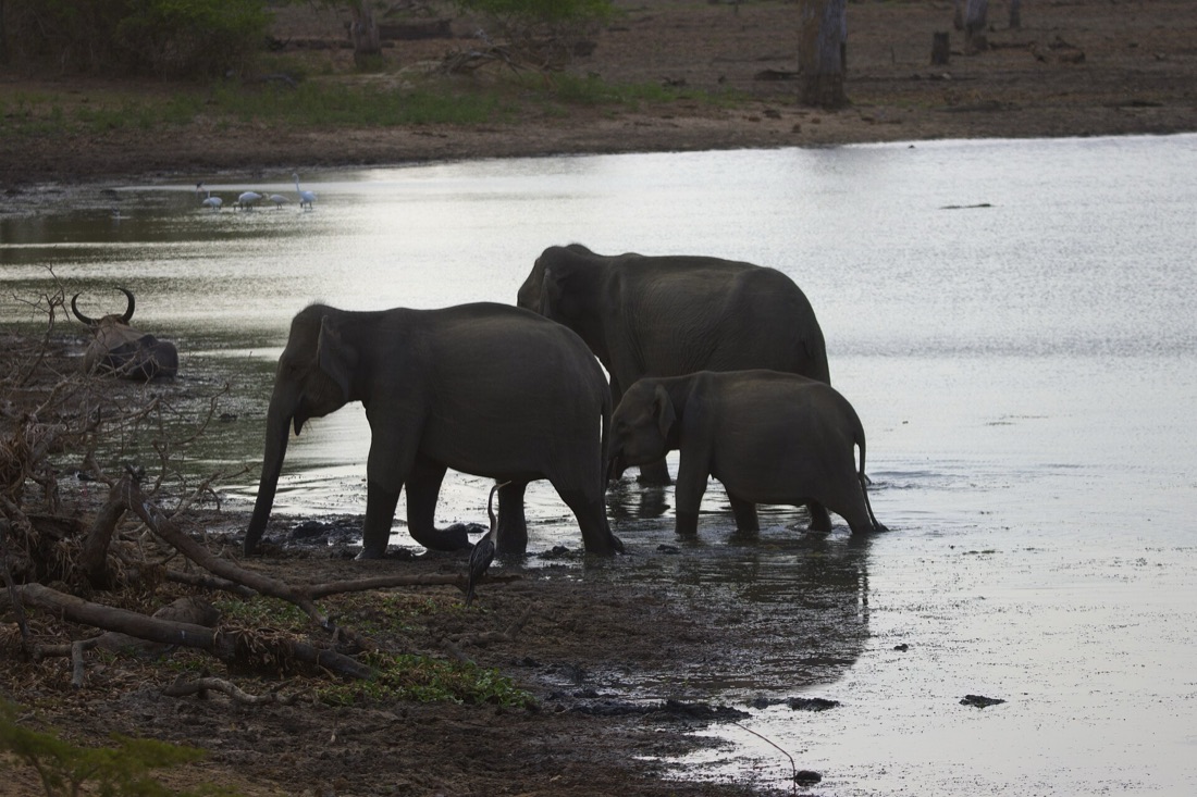 A herd of Sri Lankan elephants with a calf wading into a waterhole at dusk
