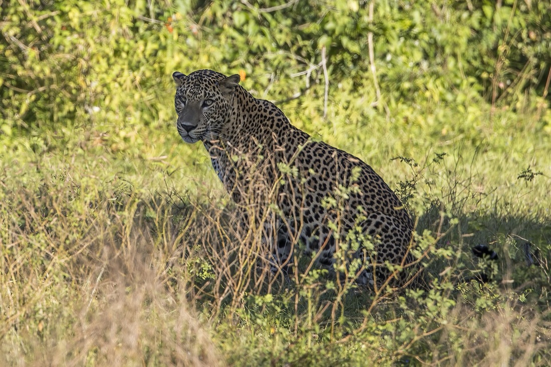A male Sri Lankan leopard sitting in tall grass, looking toward the camera