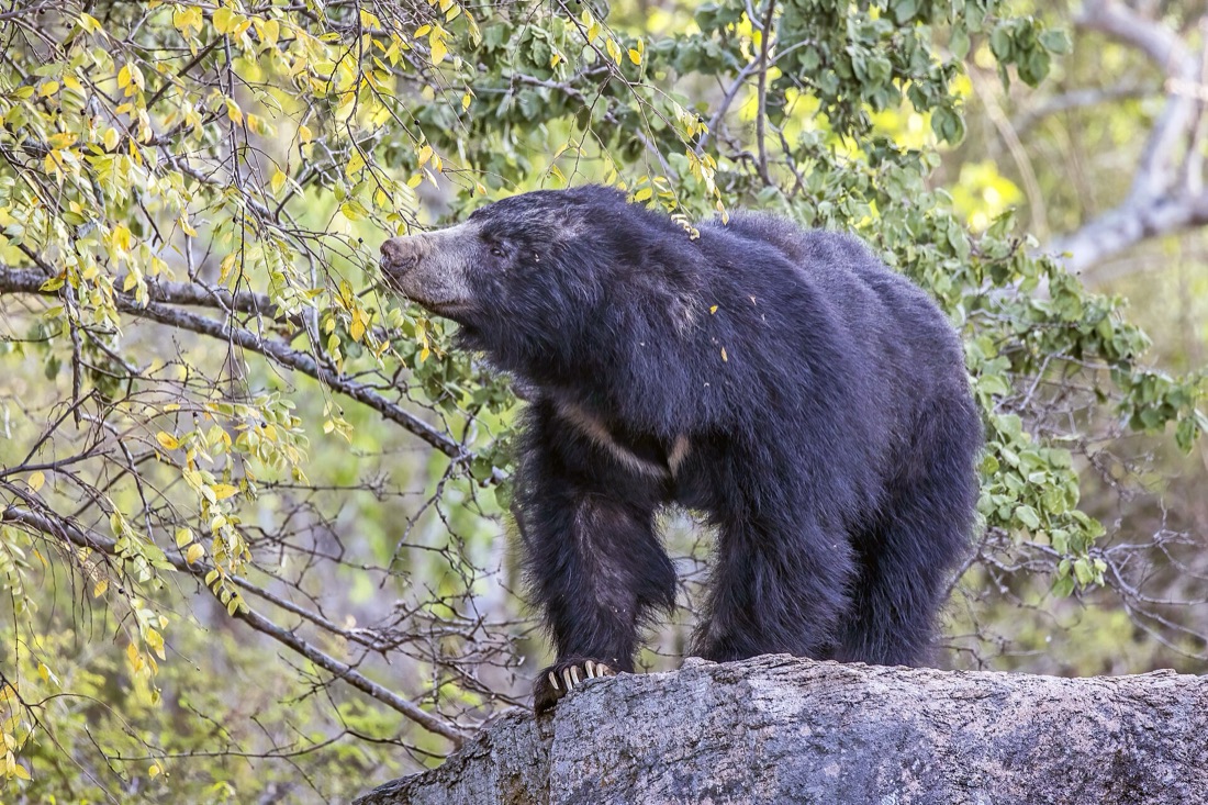 A Sri Lankan sloth bear standing on a rock beneath a fruiting tree