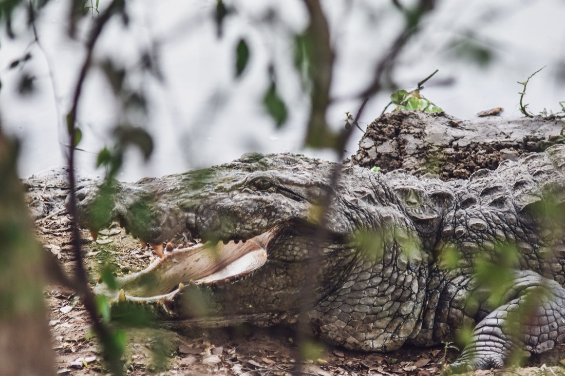 A mugger crocodile basking with its jaws open