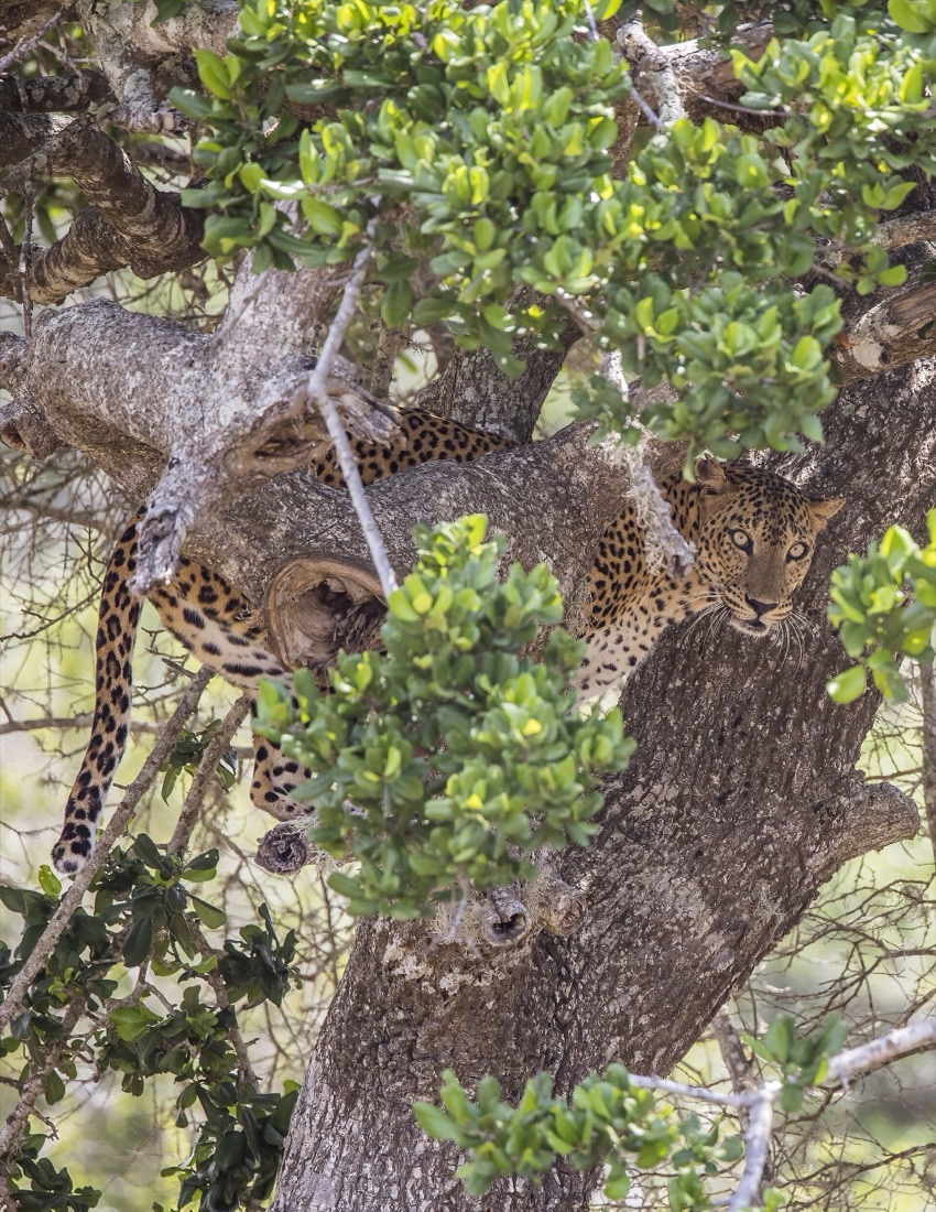 A Sri Lankan leopard resting in the fork of a large tree