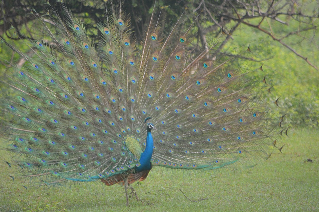 An Indian peacock displaying its full tail fan