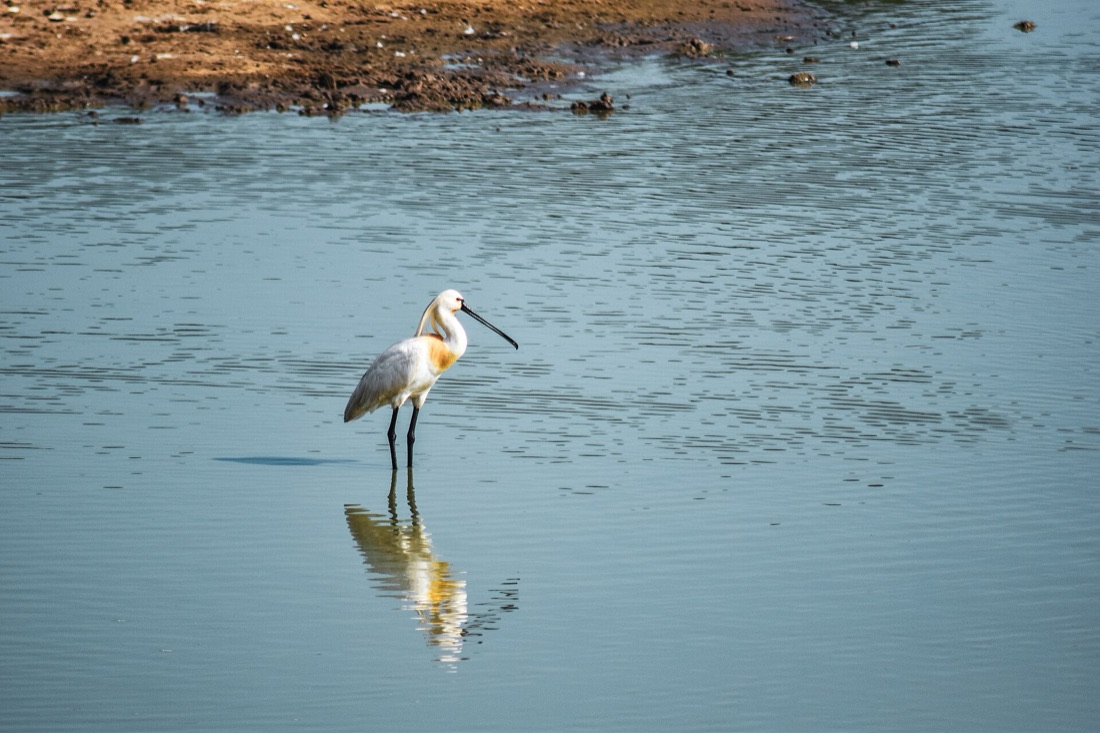 A Eurasian spoonbill wading in still blue water